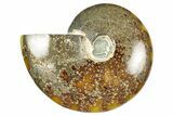 Polished Ammonite (Cleoniceras) Fossil - Madagascar #348478-1